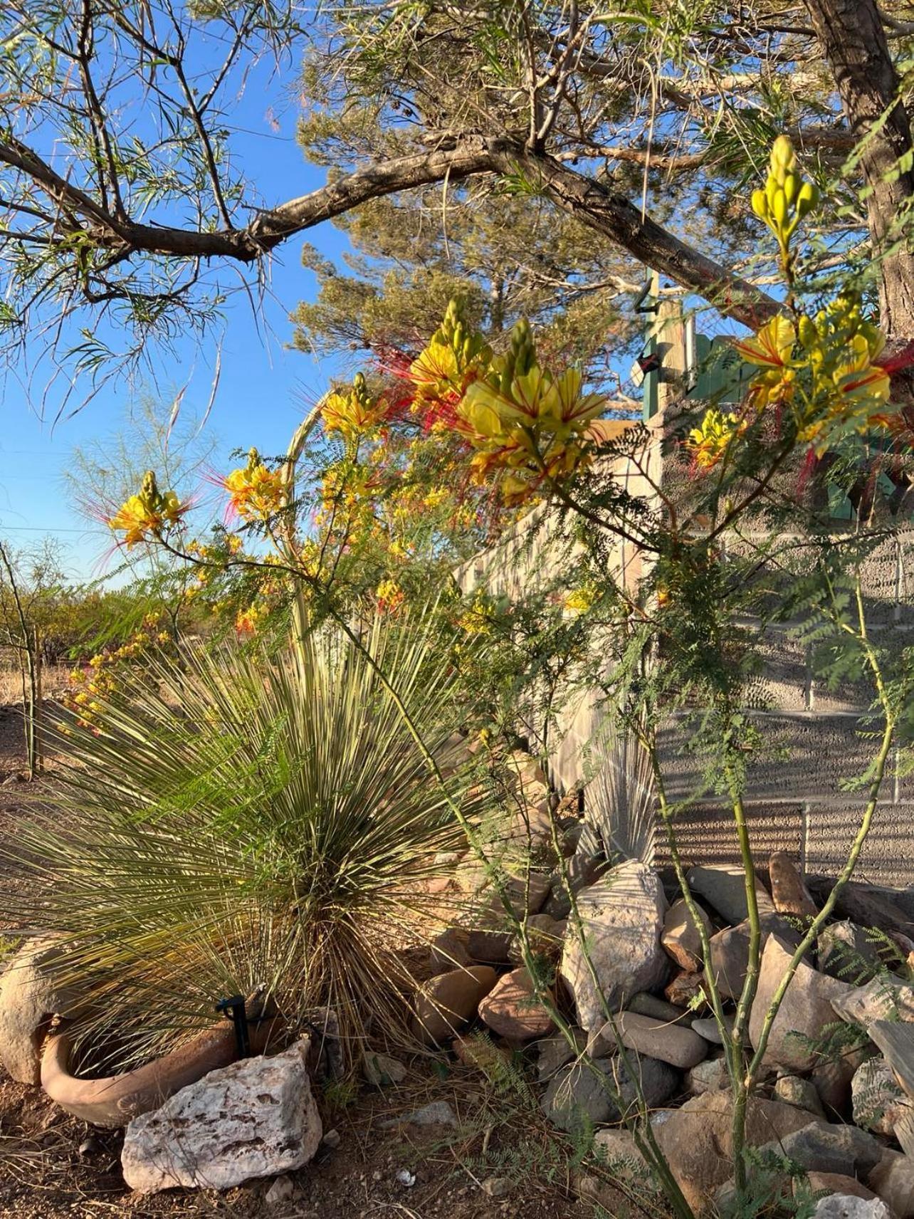 Hole In The Wall Getaway - Usa Mexico Border Bed And Breakfast Columbus Extérieur photo