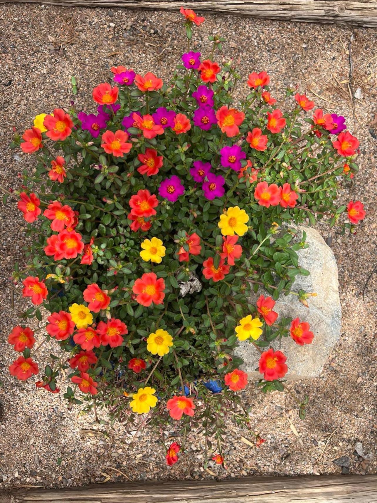 Hole In The Wall Getaway - Usa Mexico Border Bed And Breakfast Columbus Extérieur photo